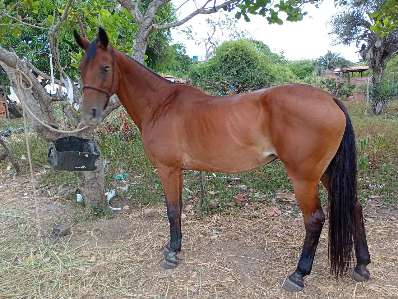 Vende se uma egua Qm . Com mangalarga  - Foto 2