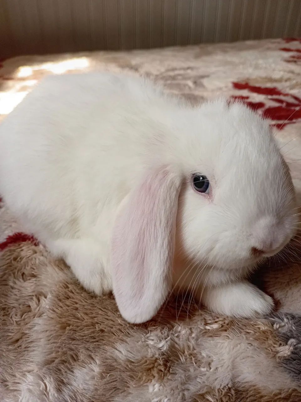 Mini lop  - Foto 2
