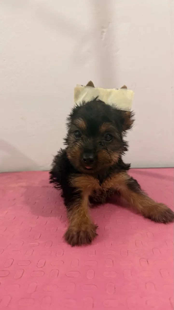 Yorkshire terrier  - Foto 4