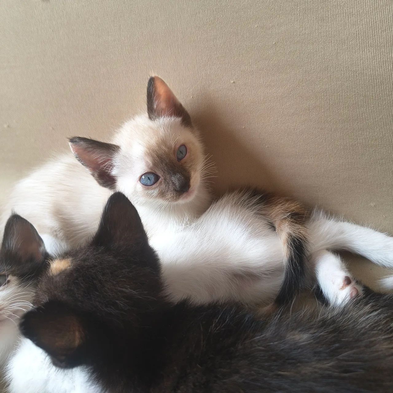 Estou doando filhotes de gato - Foto 2