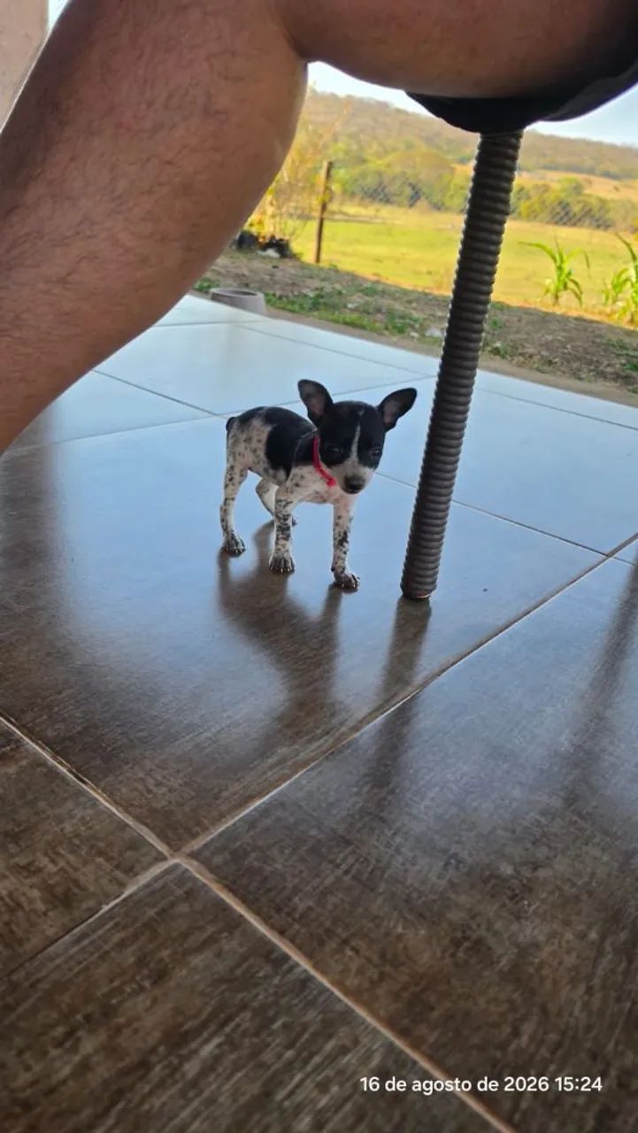 Pinscher FÊMEA  - Foto 3