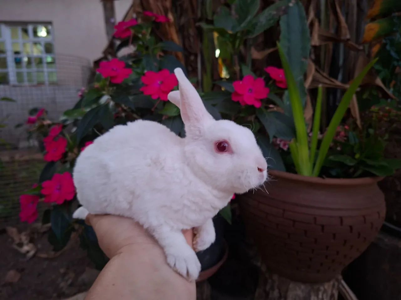 Coelha Mini Rex