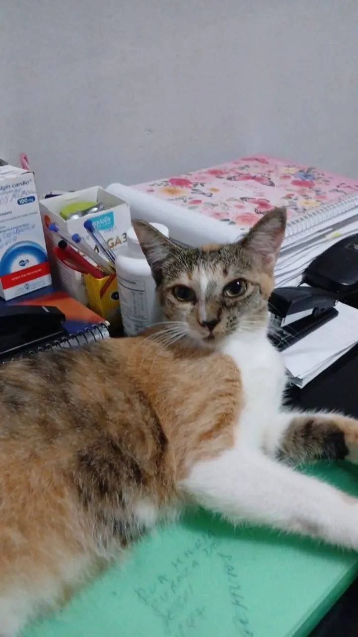 Gatinhos para adoção - Foto 2