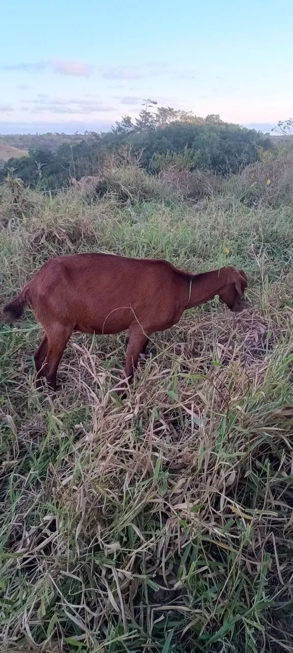 Vende Se 2 Cabras  - Foto 2