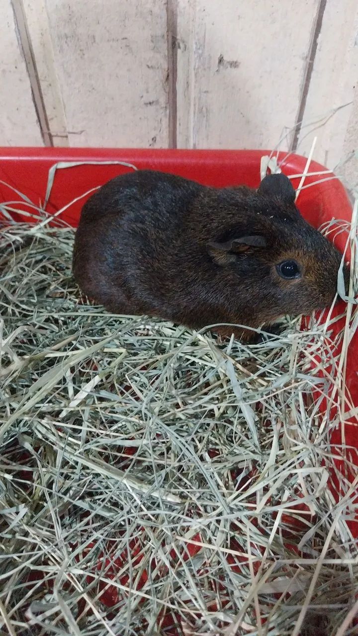 Porquinhos da Índia   - Foto 2