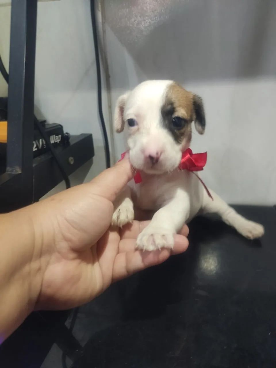 pequenos lindos