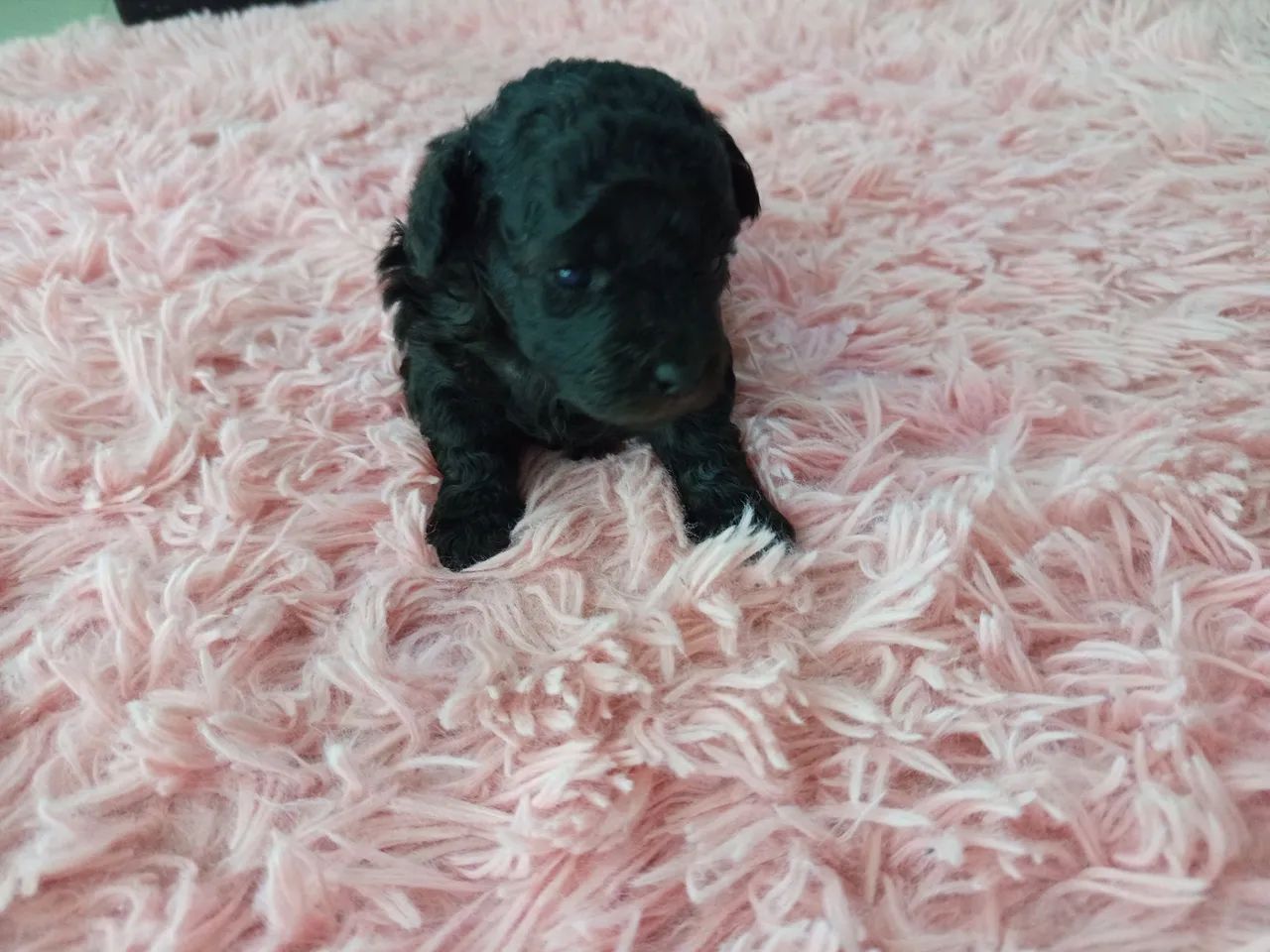 Poodle Mini fêmea  - Foto 2