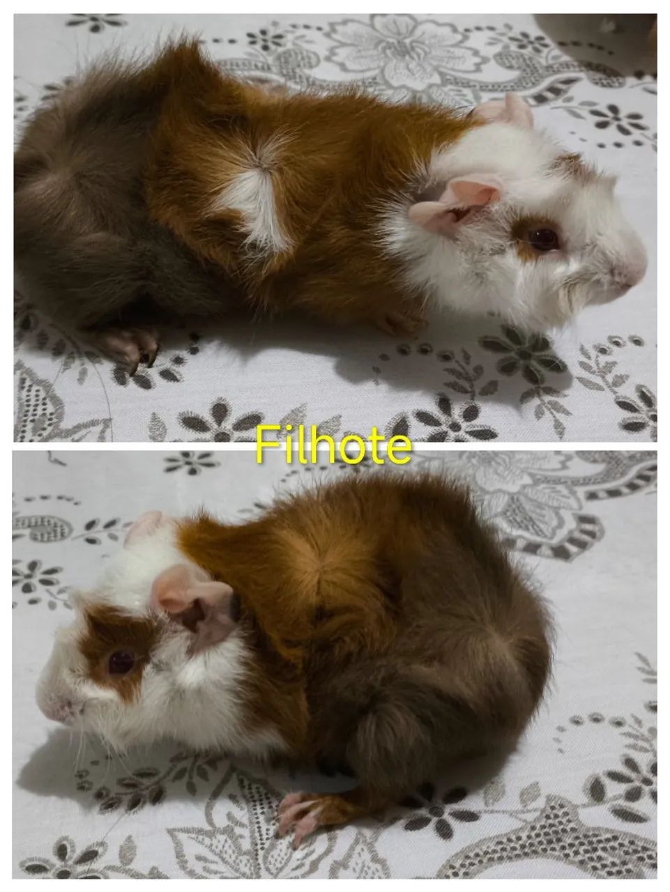 Porquinhos da índia  - Foto 4