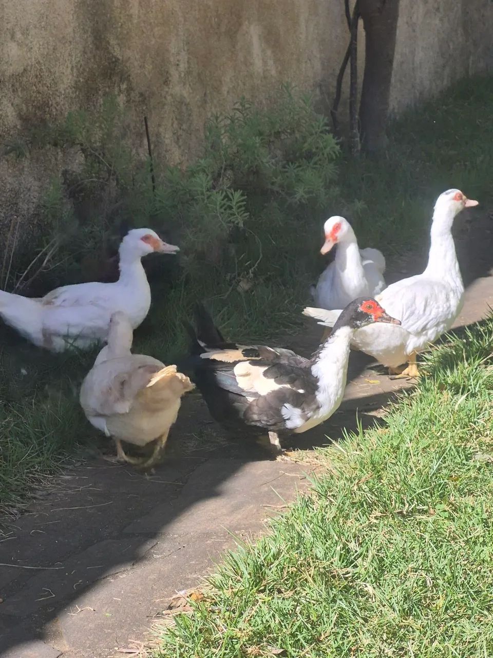PATAS ? - Foto 3