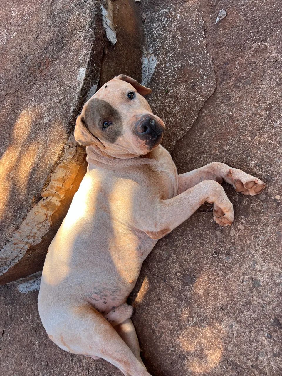 Pitbull  - Foto 2