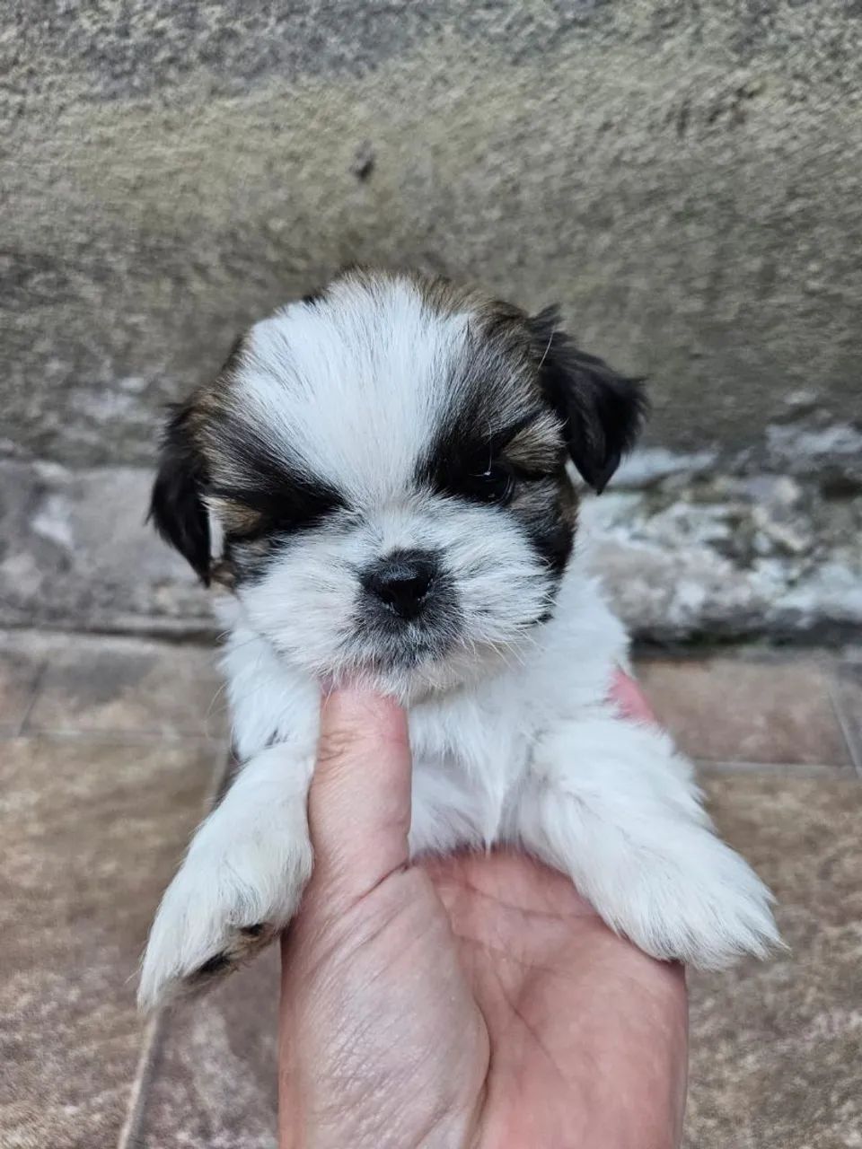 Lindos filhotes de shih tzu com garantia e procedência  - Foto 2