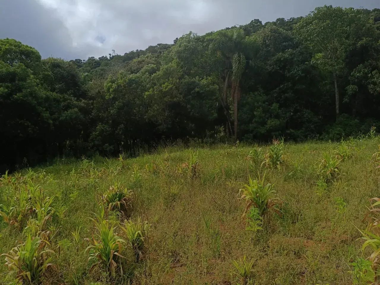 Lotes de 500 a 1.000 m² à venda em Ibiúna-SP - Foto 2