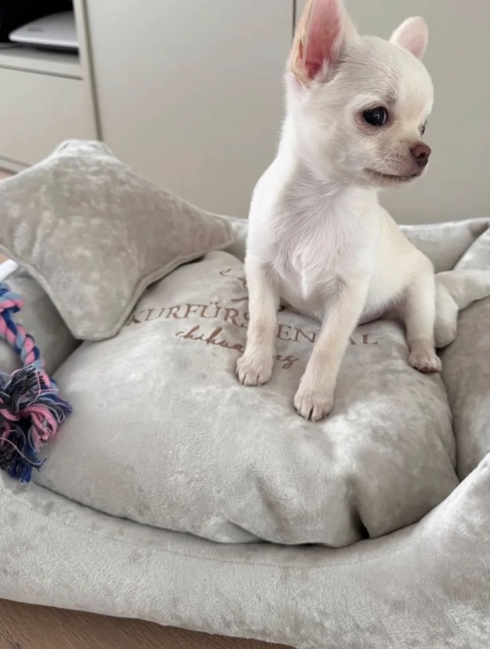 Chihuahua macho  - Foto 2