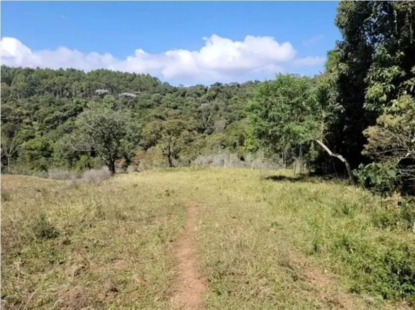 Fazenda com plantação de eucaliptos em Brasopolis MG - Foto 3