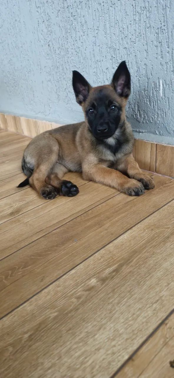 Pastor belga malinois  - Foto 2