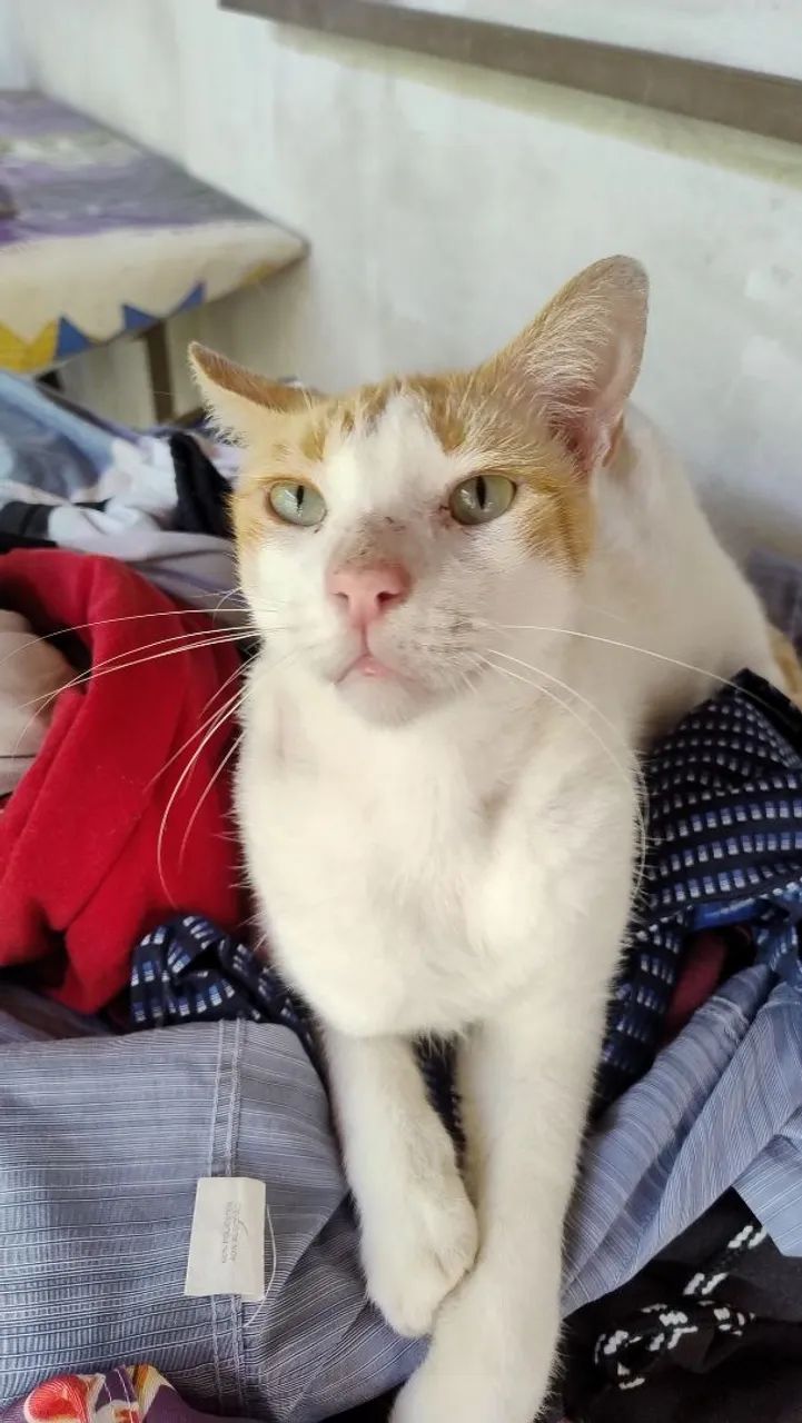Adoção de gatinho  - Foto 2