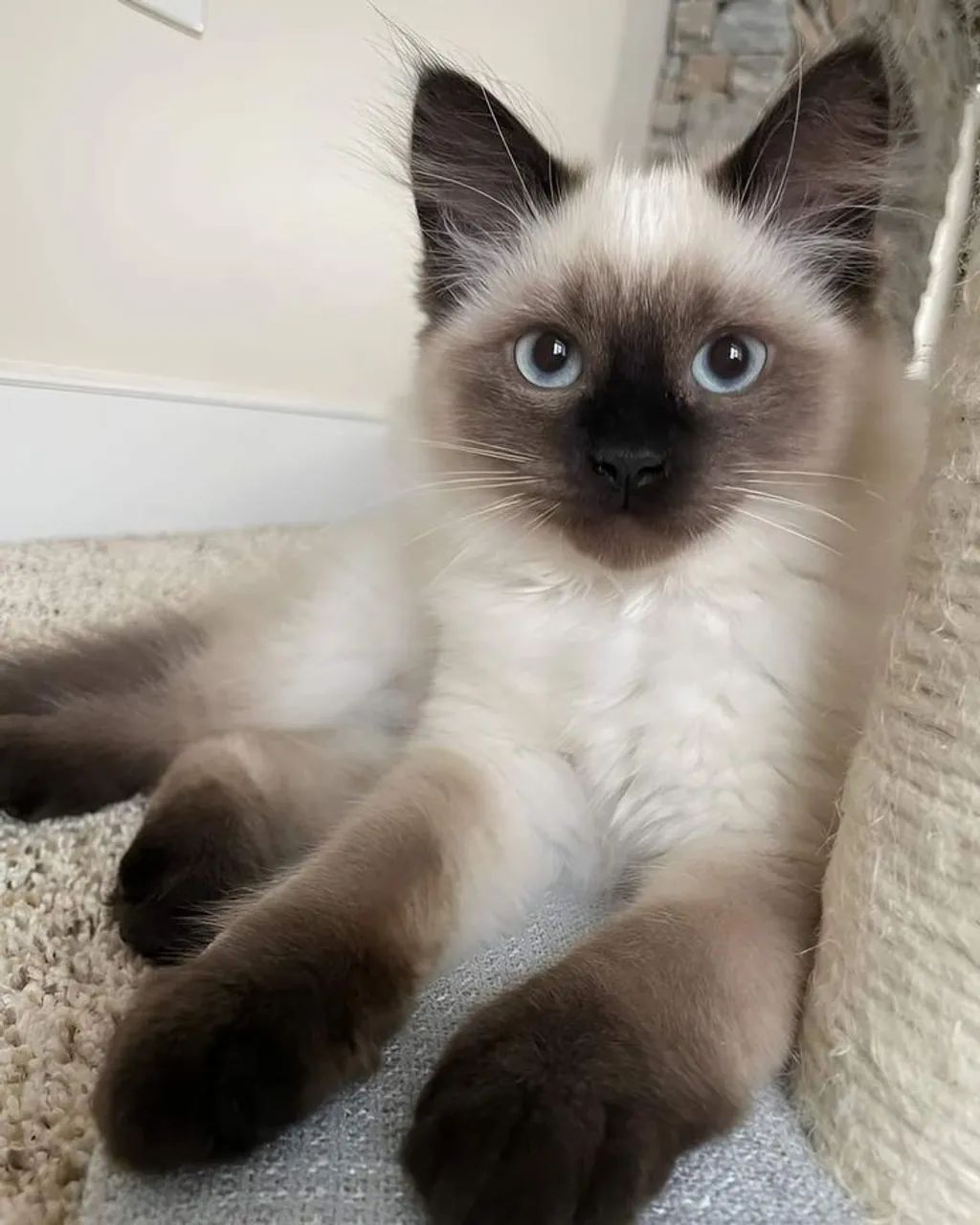 Vendo gatinhos macho. 