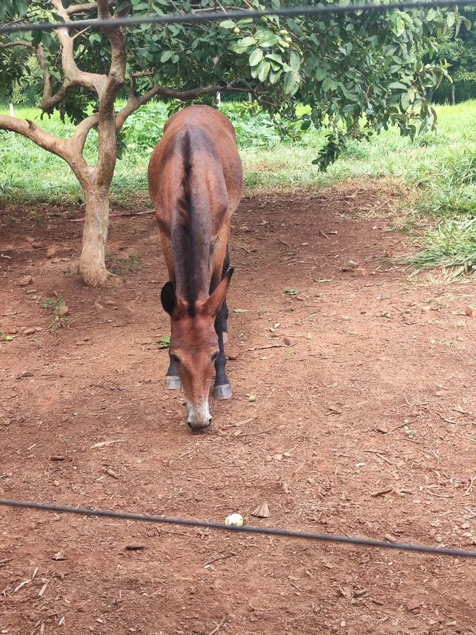 Mula de patrão  - Foto 2