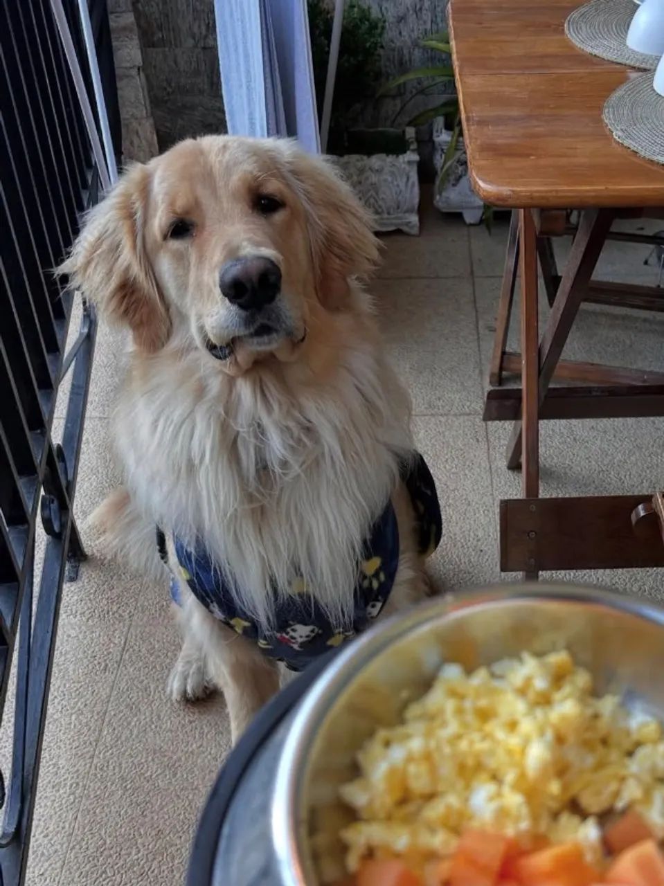 Cachorro 