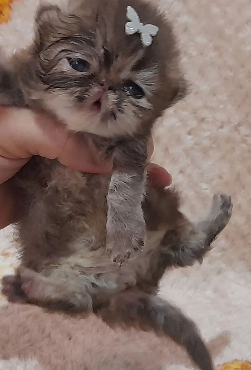Gato persa - Foto 3