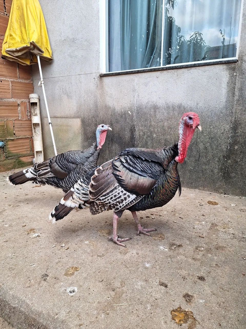 Casal de perus