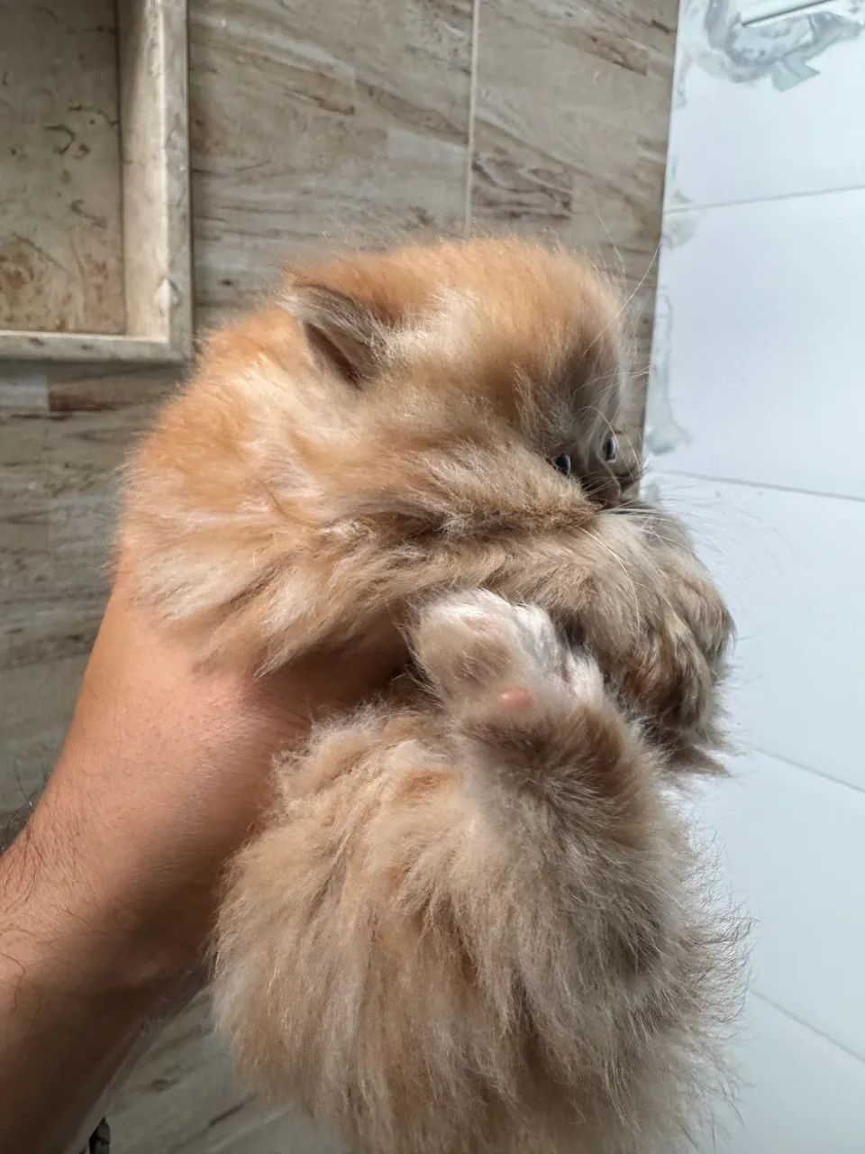 Gato persa - Foto 3