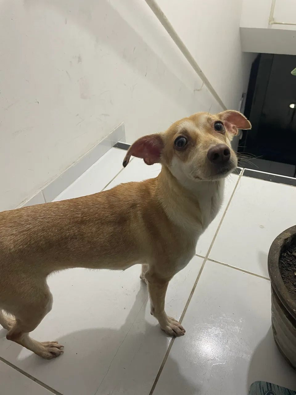 Cachorra para adoção  - Foto 3