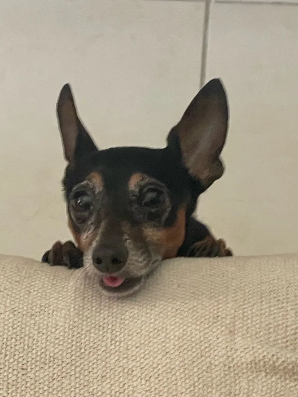 Adota-se Pinscher - Foto 4