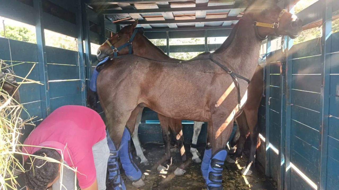 Vende- se cavalo iniciado na direita!! No preço animal sem defeito! - Foto 4
