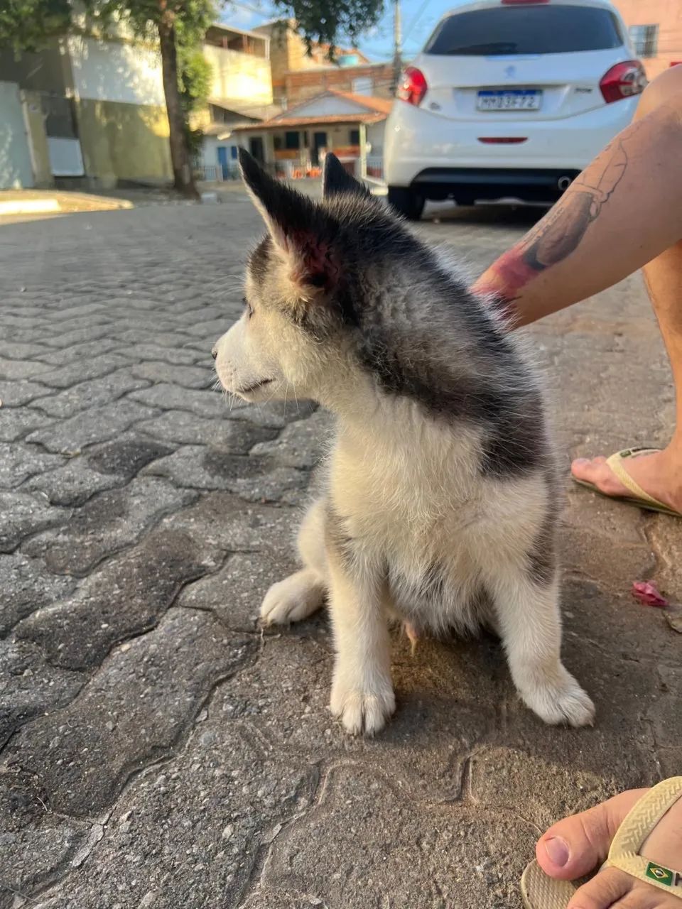 Husky Siberiano Macho | Vacinado | Lindo Filhote | R$ 1.200 - Foto 5