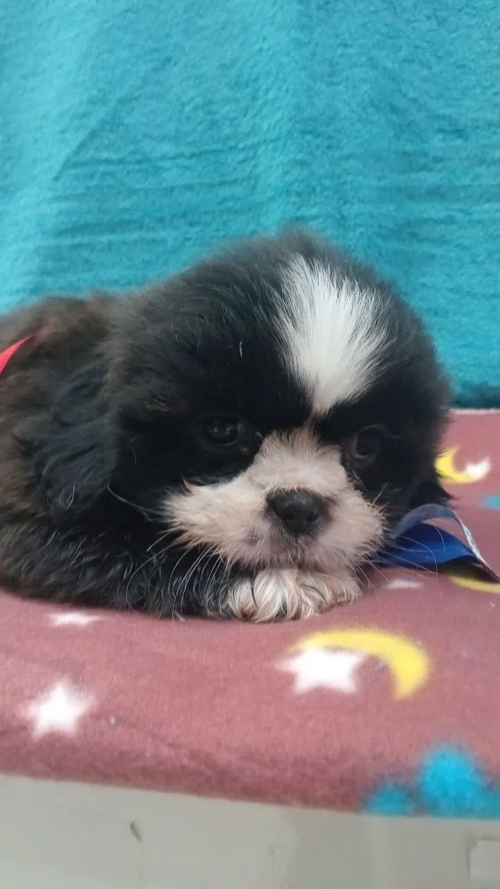 Shih Tzu macho  - Foto 2
