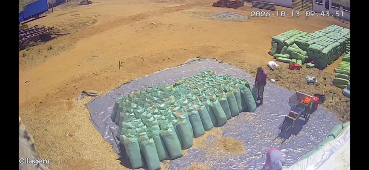 SILAGEM DE SORGO A PRONTA ENTREGA!  - Foto 2
