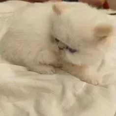 Gato Persa Elegante