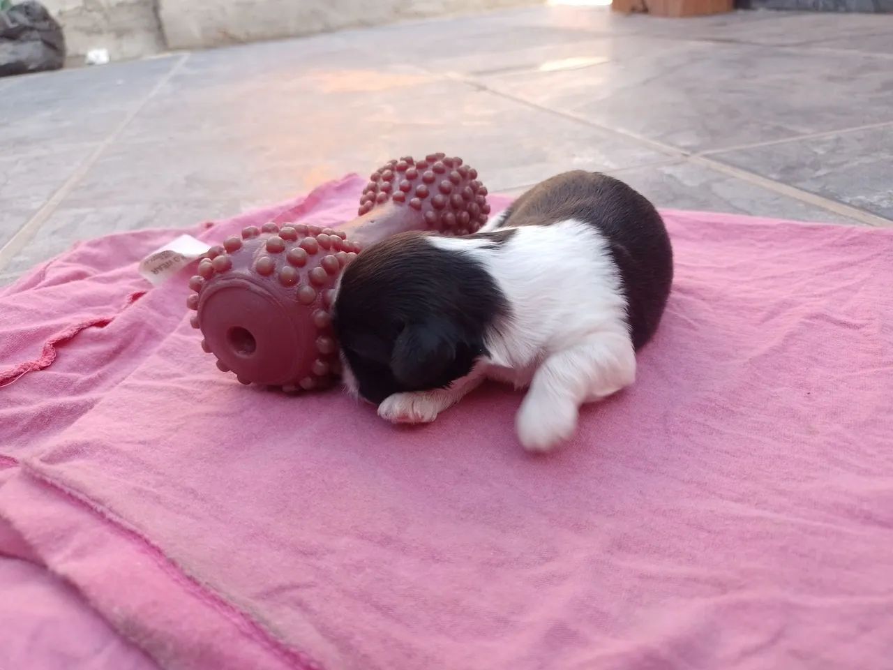 Cachorro  - Foto 3