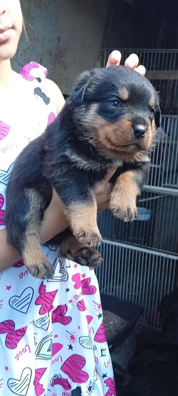 Lindos filhotes rottweiler 
