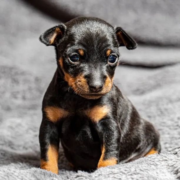 Pinscher 0