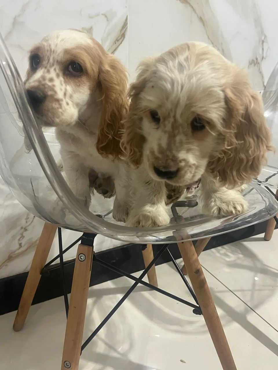 Coker spaniel  - Foto 2
