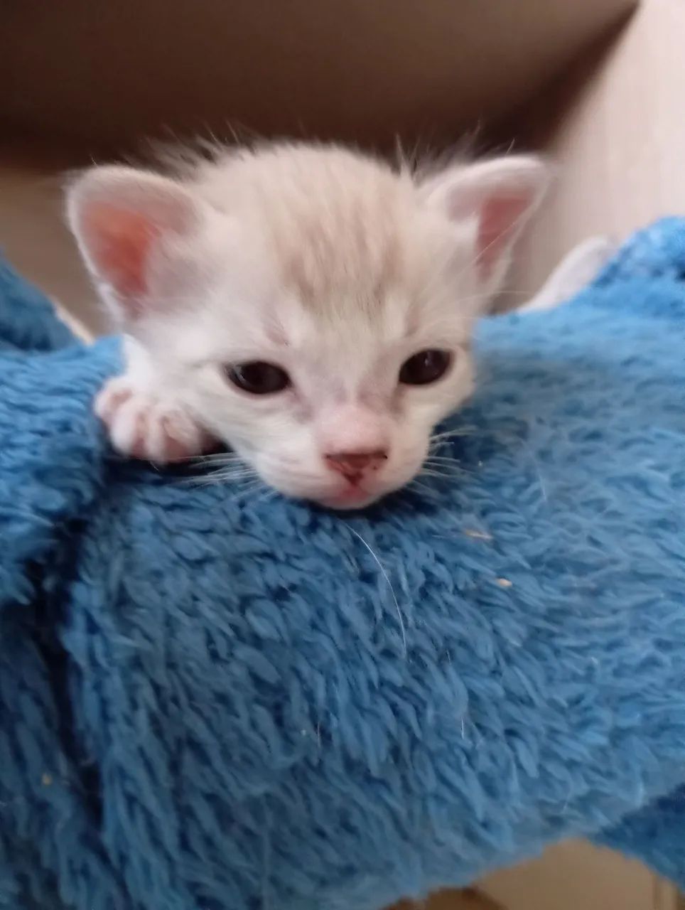 DOAÇÃO DE GATOS FILHOTE!!!  - Foto 5
