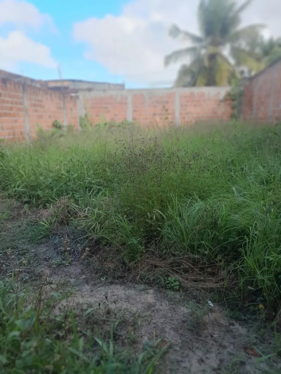 terreno no parque das palmeiras