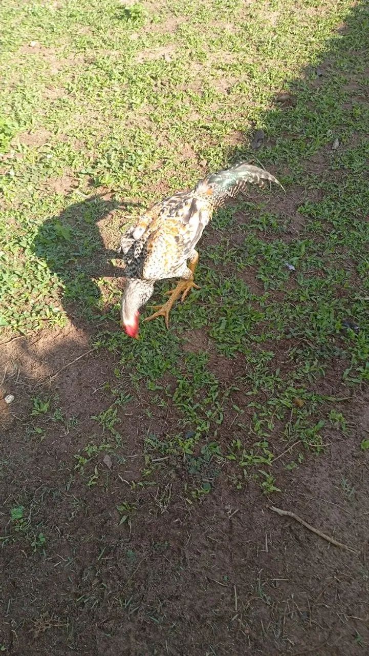 Galinha e galo pato 