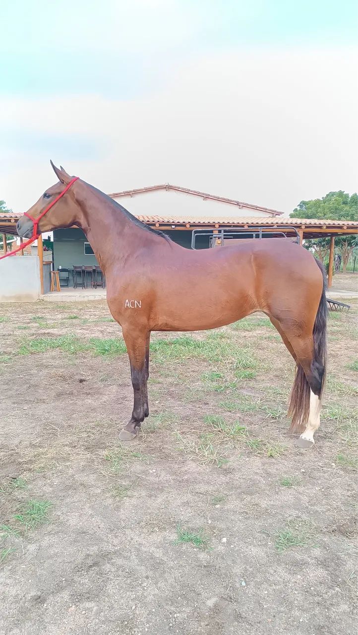 Égua mangalarga marchador  - Foto 5