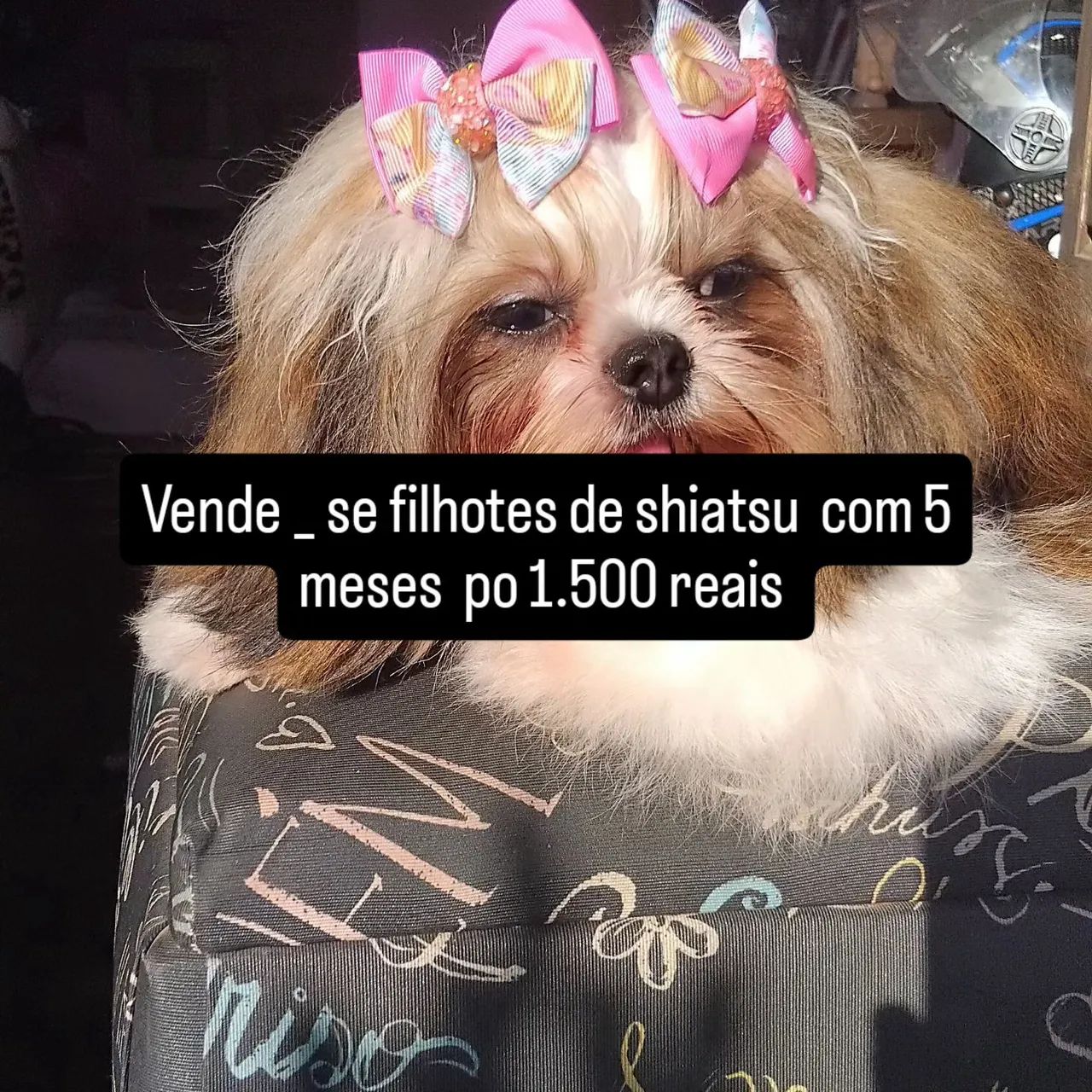 Cachorro 