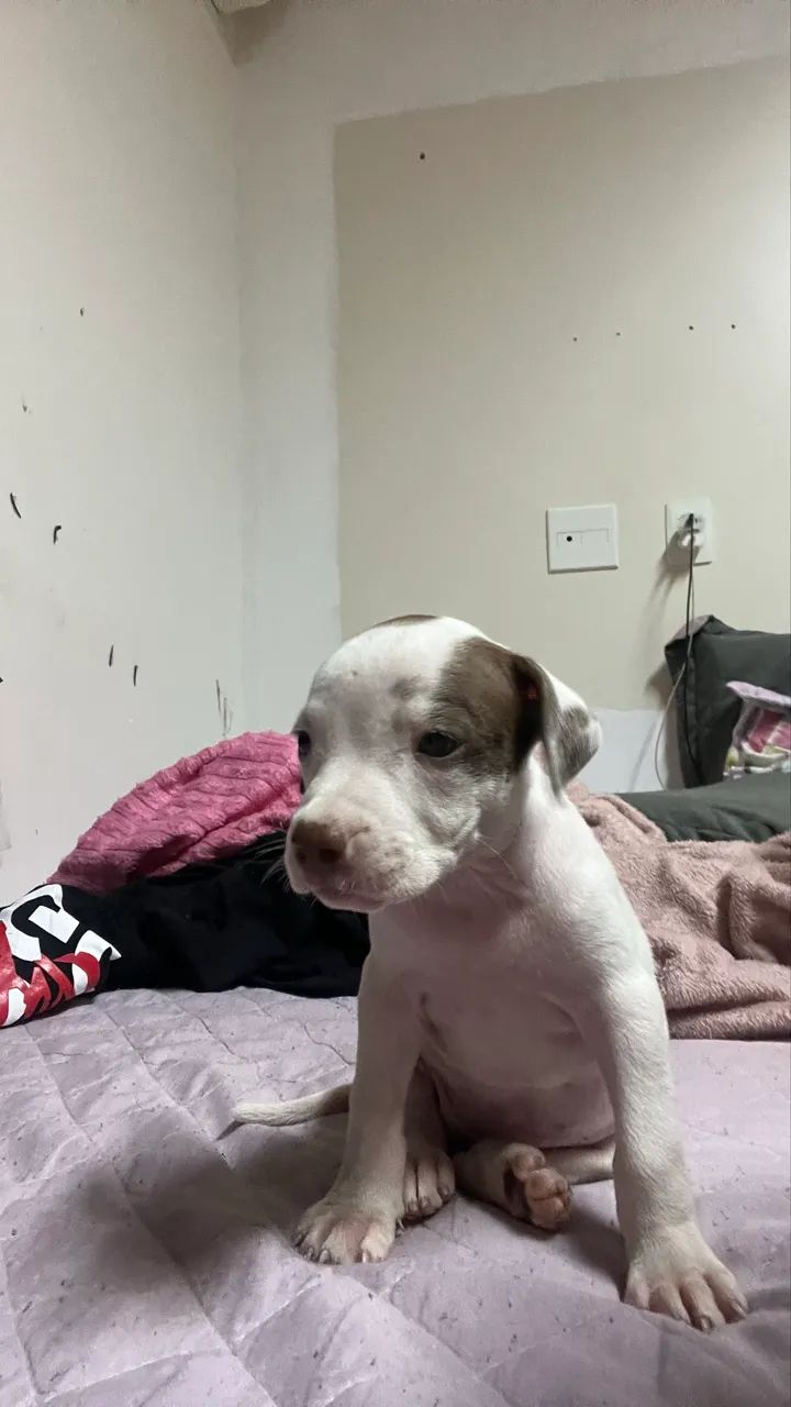 Filhote de Pit bull  - Foto 2