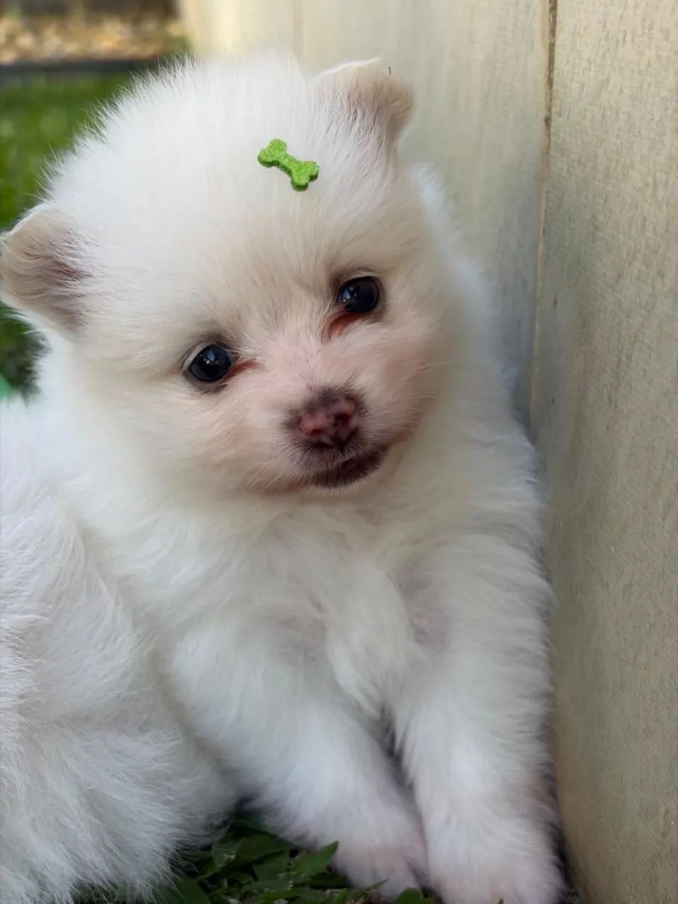 Spitz alemão!!!! - Foto 6