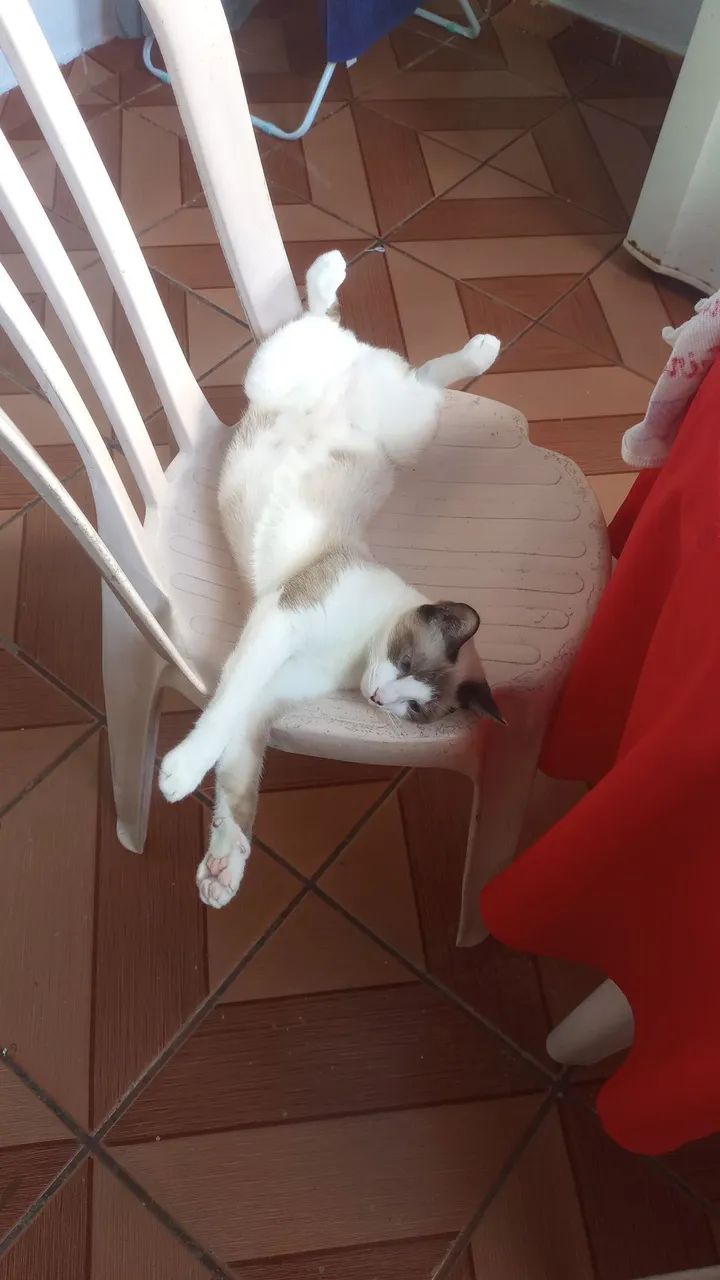 Gata fêmea 
