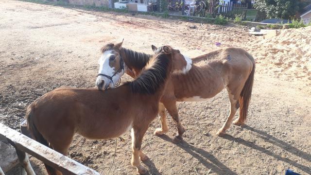 Cavalos crioulos - Foto 6