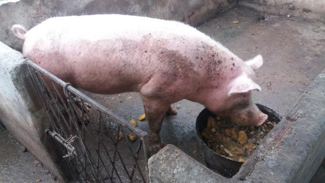 Porco de raça landrace (reprodutor)