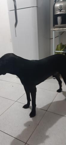 Labrador - Foto 5