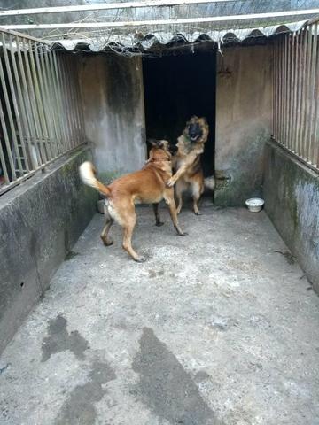 Vendo lindos filhotes de pastor alemão da rasa malinoar - Foto 5