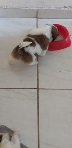 Filhote de Shih Tzu - Foto 3